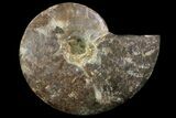 Agatized Ammonite Fossil (Half) - Madagascar #83810-1
